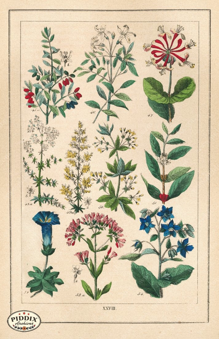 Pdxc18832 -- Flowers Color Illustration