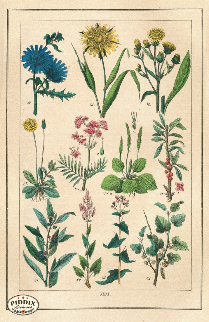 Pdxc18838 -- Flowers Color Illustration