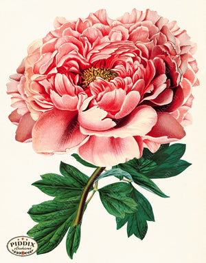 PDXC19258b -- Peonies Color Illustration
