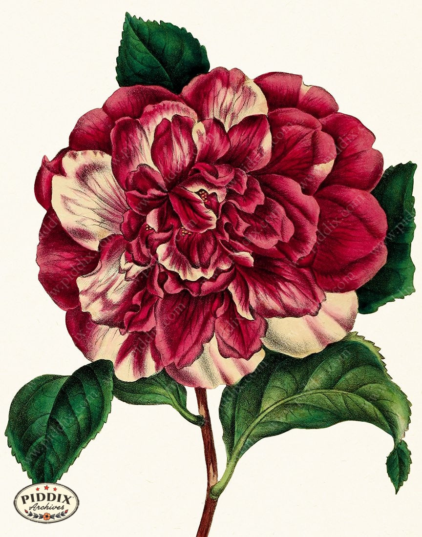 PDXC19260 -- Peonies Color Illustration