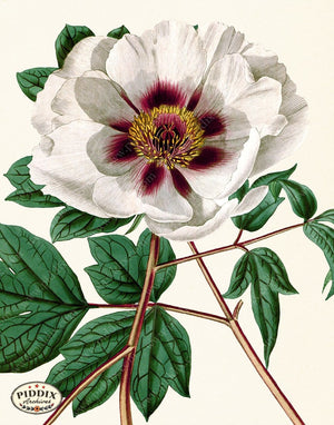 PDXC19262 -- Peonies Color Illustration