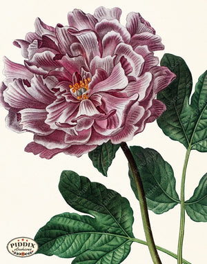 PDXC19266 -- Peonies Color Illustration