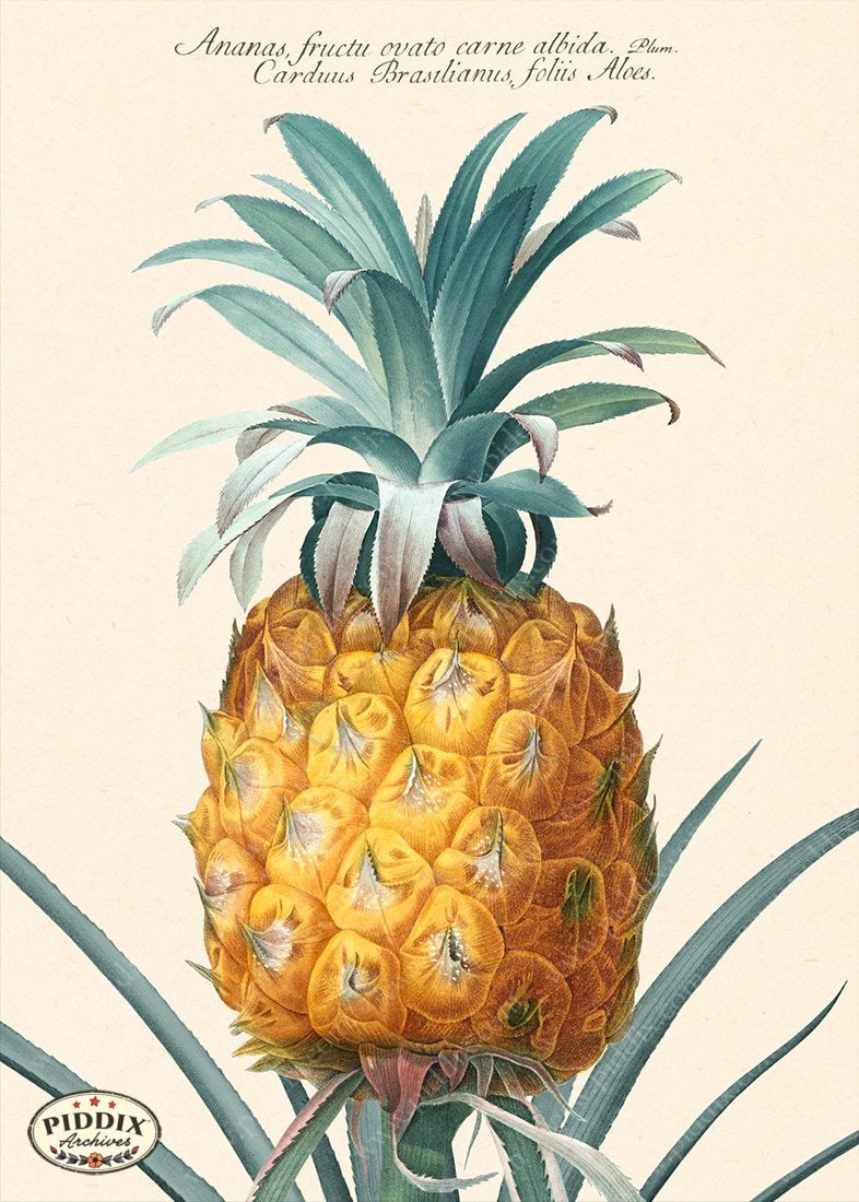 PDXC19300b -- Pineapples Color Illustration