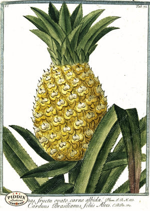 PDXC19301b -- Pineapples Color Illustration