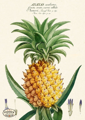 PDXC19308b -- Pineapples Color Illustration