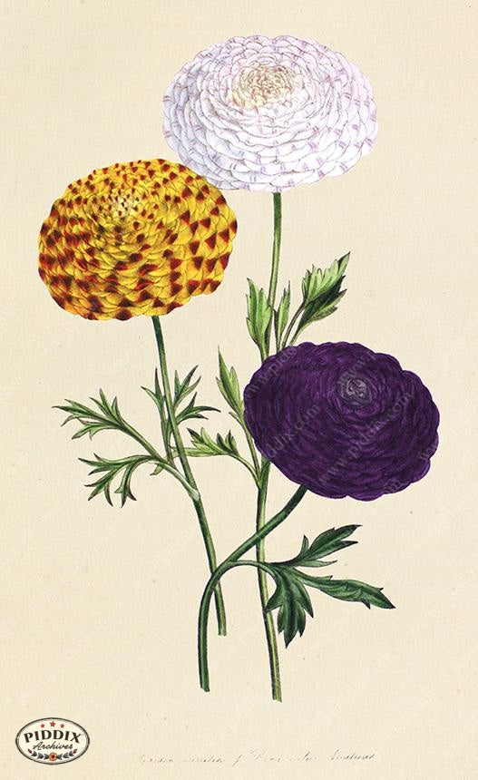PDXC19316a -- Flowers Color Illustration