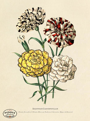 PDXC19323a -- Flowers Color Illustration