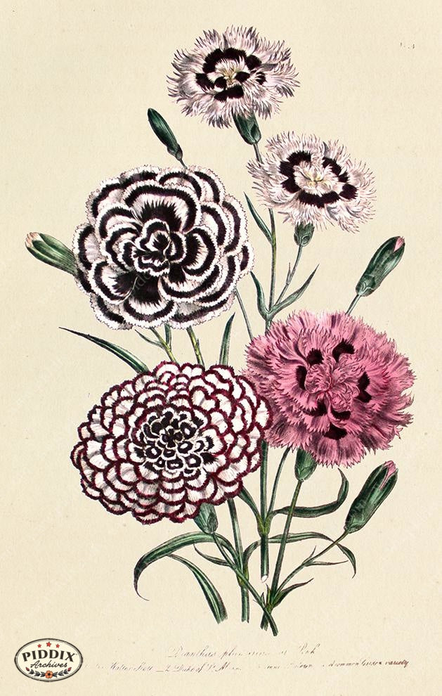 PDXC19324a -- Flowers Color Illustration