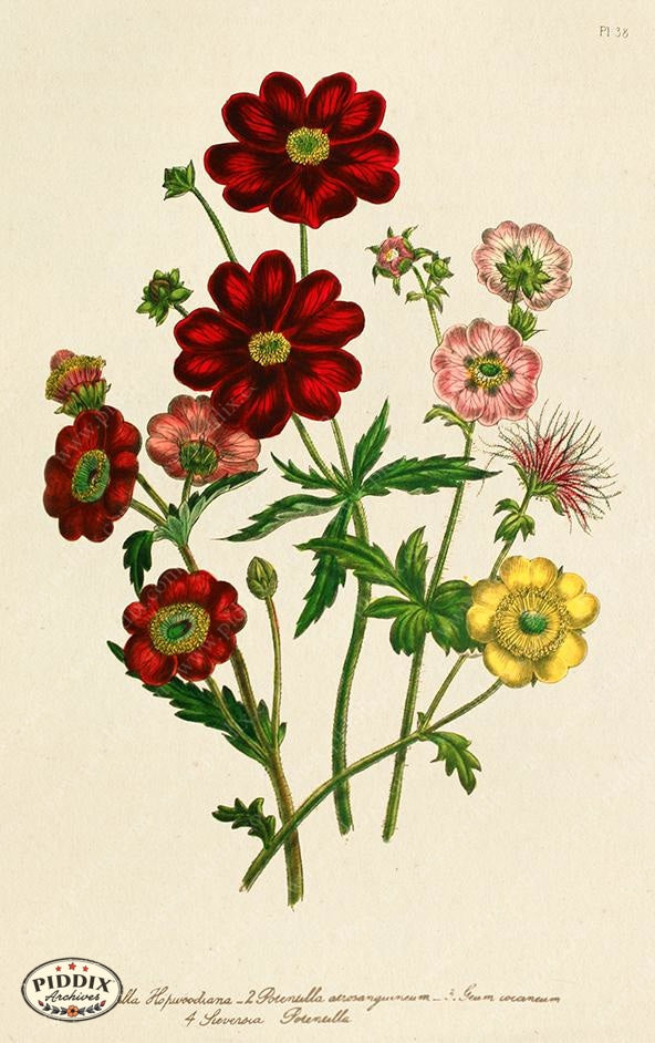 PDXC19325a -- Flowers Color Illustration