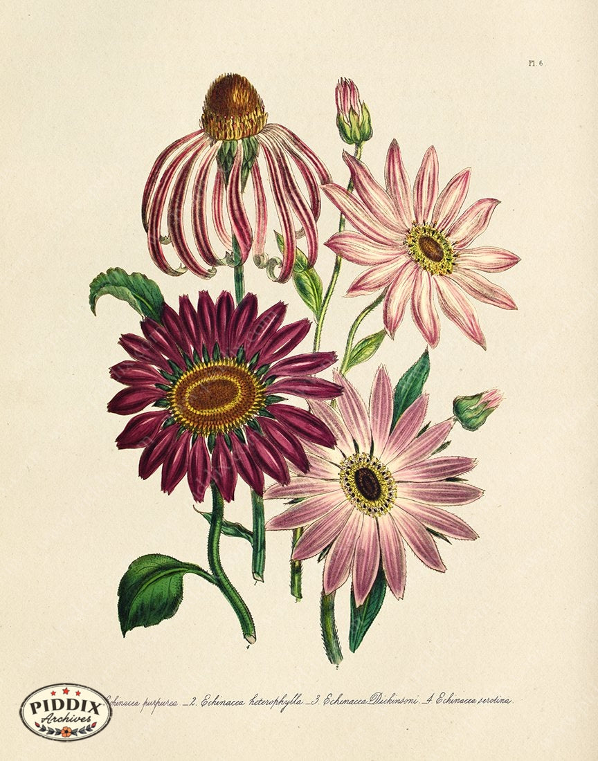 PDXC19326a -- Flowers Color Illustration