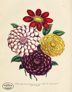PDXC19327a -- Flowers Color Illustration