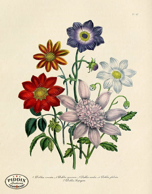PDXC19328a -- Flowers Color Illustration