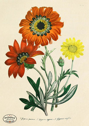 PDXC19331a -- Flowers Color Illustration