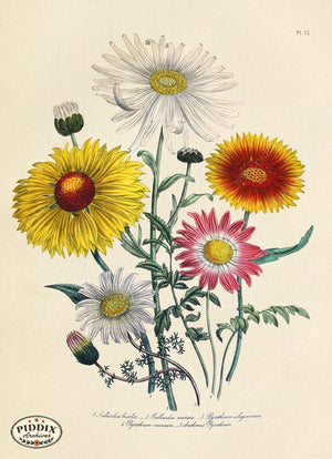 PDXC19332a -- Flowers Color Illustration