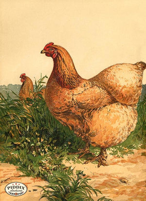 PDXC19377 -- Chickens & Poultry Color Illustration