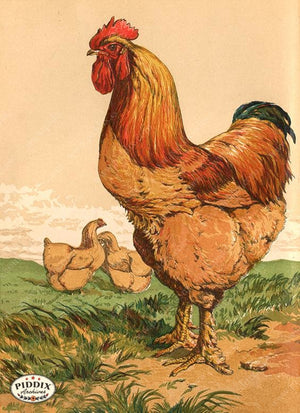 PDXC19378 -- Chickens & Poultry Color Illustration