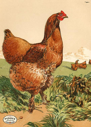 PDXC19379 -- Chickens & Poultry Color Illustration