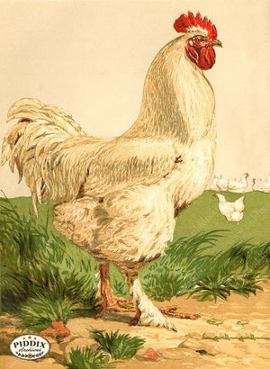 PDXC19381 -- Chickens & Poultry Color Illustration
