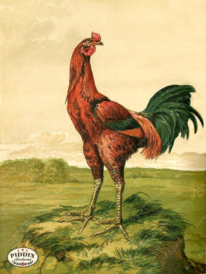 PDXC19388 -- Chickens & Poultry Color Illustration