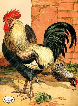 PDXC19389 -- Chickens & Poultry Color Illustration