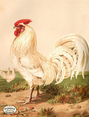 PDXC19391 -- Chickens & Poultry Color Illustration