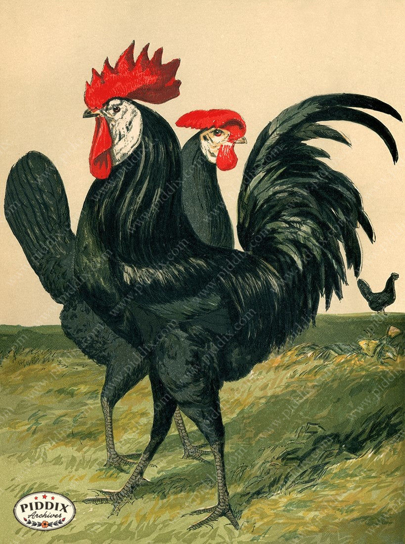 PDXC19392 -- Chickens & Poultry Color Illustration