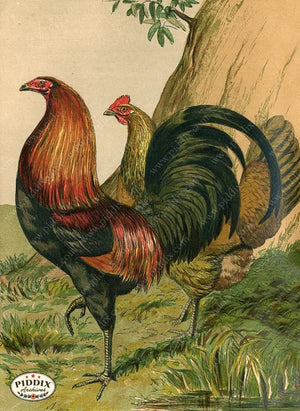PDXC19396 -- Chickens & Poultry Color Illustration