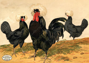 PDXC19404 -- Chickens & Poultry Color Illustration