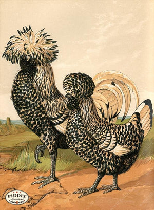 PDXC19405 -- Chickens & Poultry Color Illustration