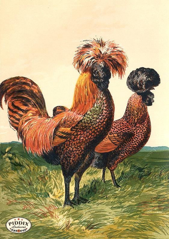 PDXC19406 -- Chickens & Poultry Color Illustration