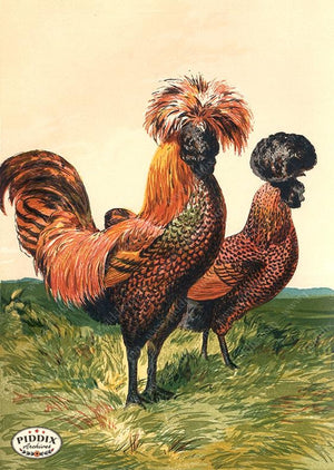 PDXC19406 -- Chickens & Poultry Color Illustration