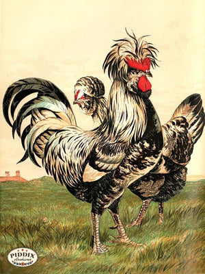 PDXC19407 -- Chickens & Poultry Color Illustration