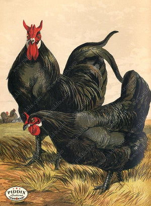 PDXC19410 -- Chickens & Poultry Color Illustration