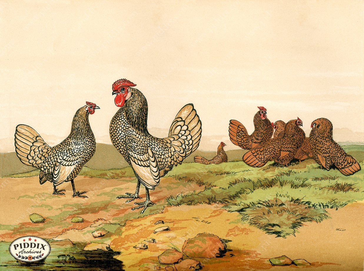 PDXC19415 -- Chickens & Poultry Color Illustration