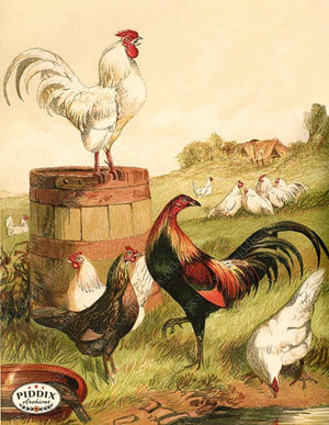 PDXC19416 -- Chickens & Poultry Color Illustration