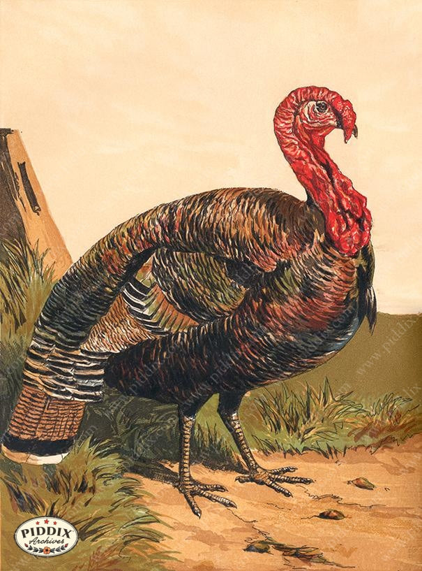 PDXC19419 -- Chickens & Poultry Color Illustration