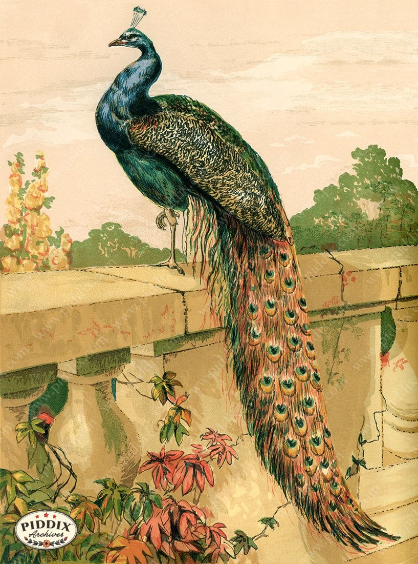 PDXC19420 -- Chickens & Poultry Color Illustration