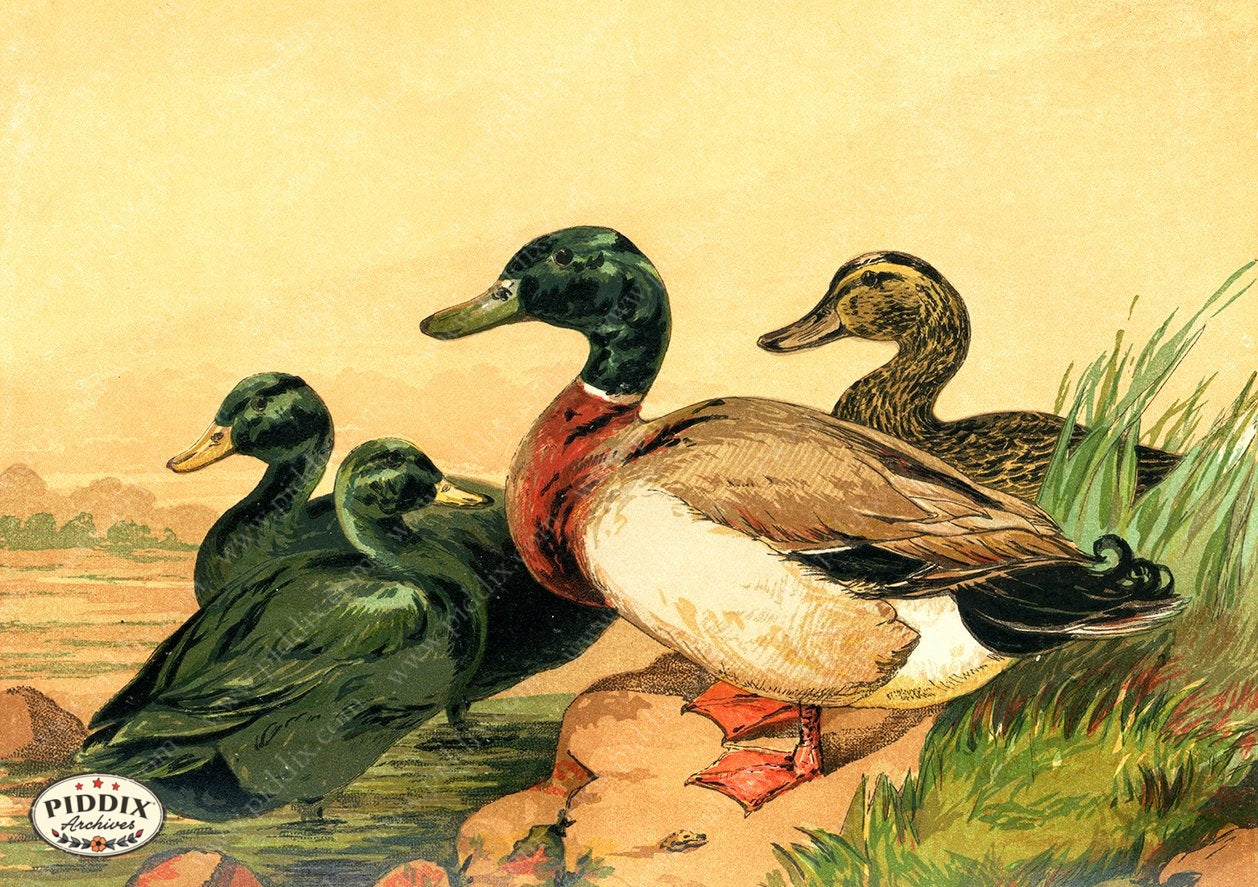 PDXC19423 -- Chickens & Poultry Color Illustration