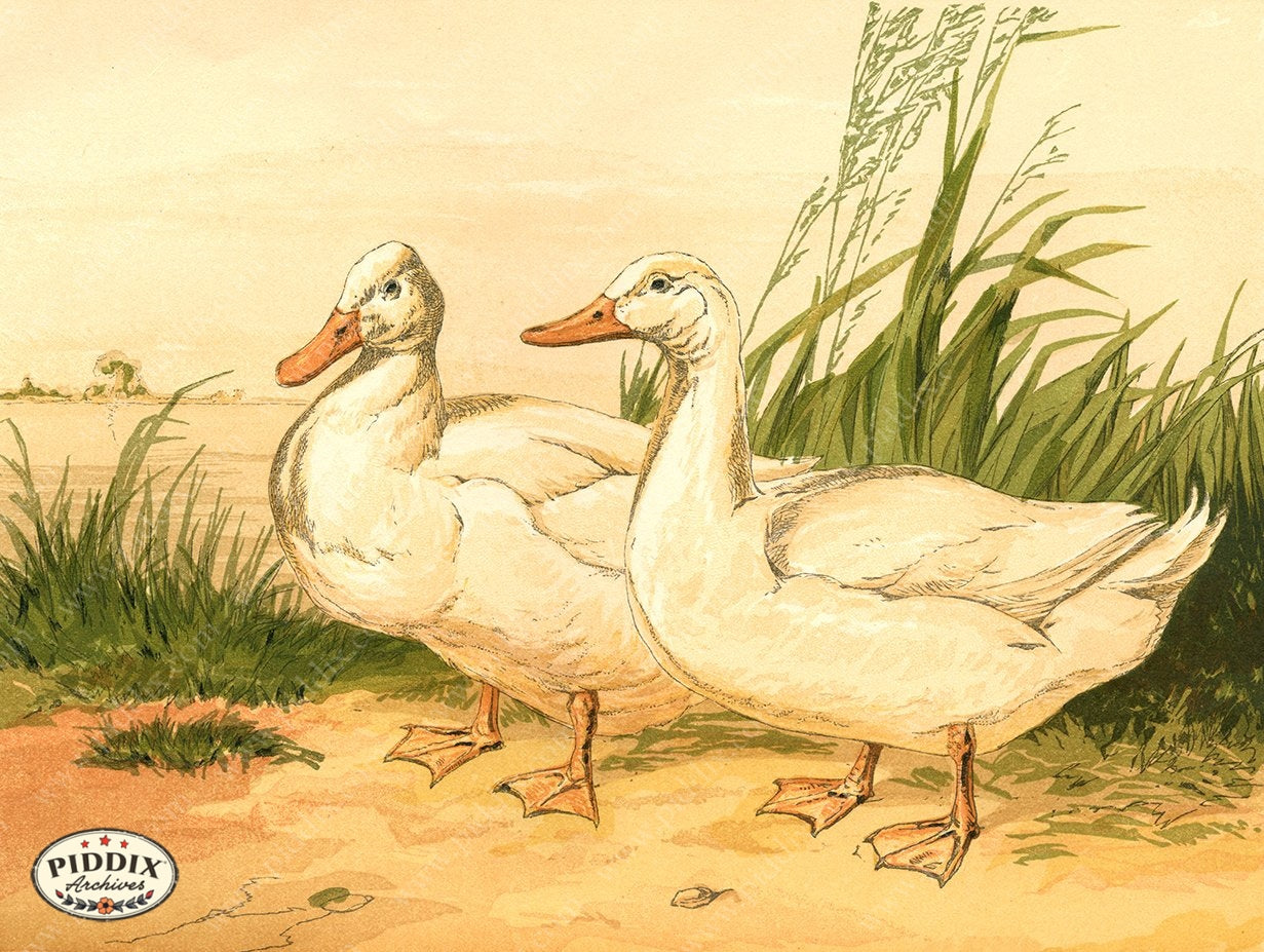 PDXC19424 -- Chickens & Poultry Color Illustration