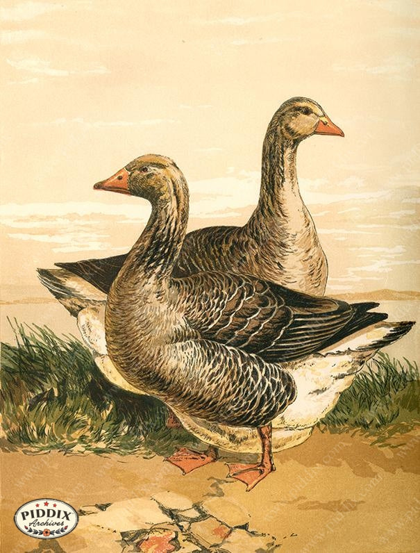 PDXC19427 -- Chickens & Poultry Color Illustration