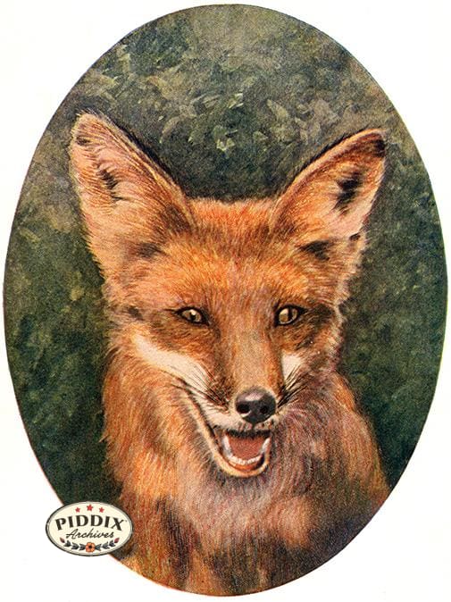 PDXC19433 -- Small Furry Animals Color Illustration