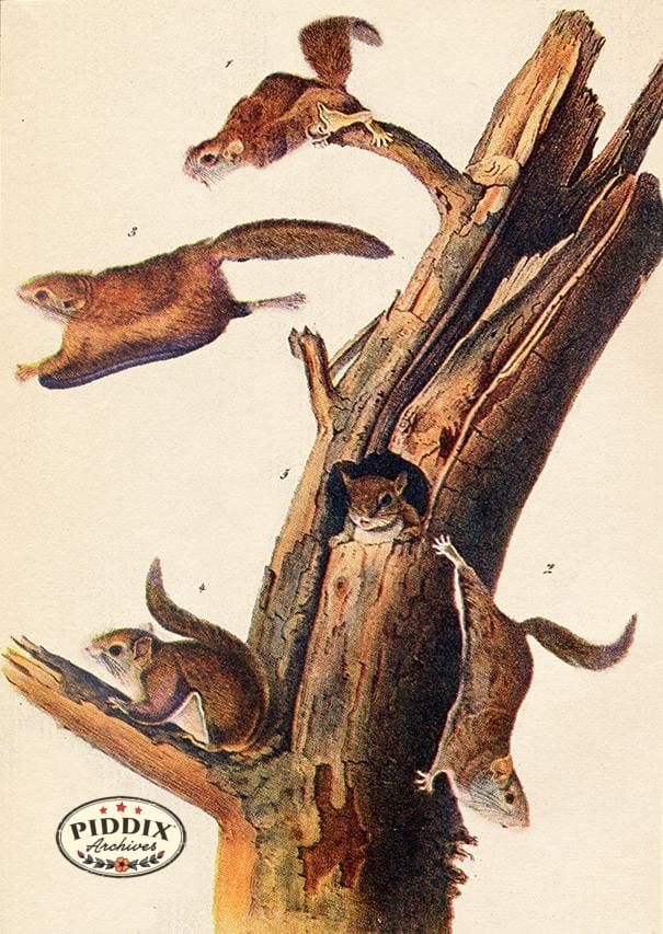 PDXC19435 -- Small Furry Animals Color Illustration