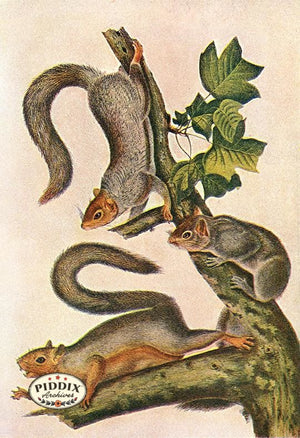 PDXC19436 -- Small Furry Animals Color Illustration
