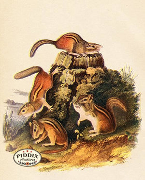 PDXC19437 -- Small Furry Animals Color Illustration