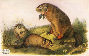 PDXC19438 -- Small Furry Animals Color Illustration