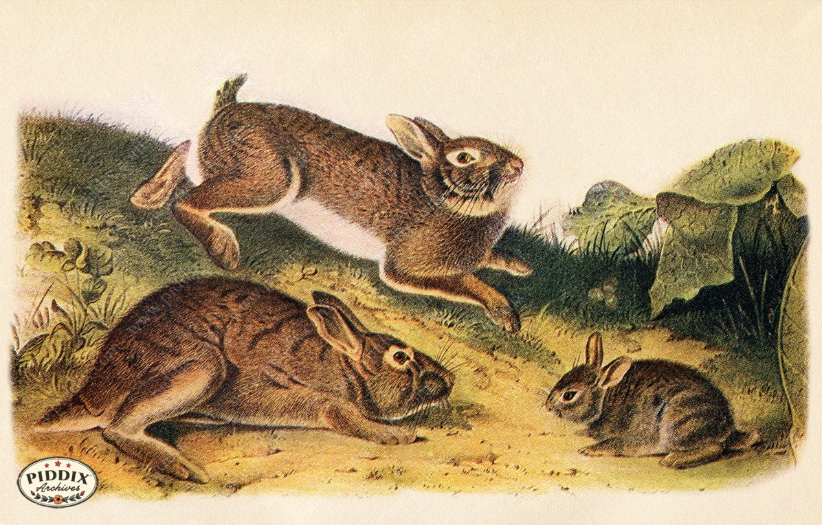 PDXC19439 -- Small Furry Animals Color Illustration