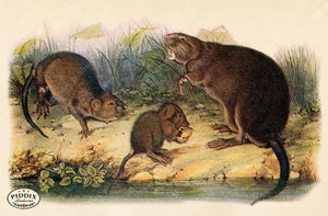 PDXC19440 -- Small Furry Animals Color Illustration