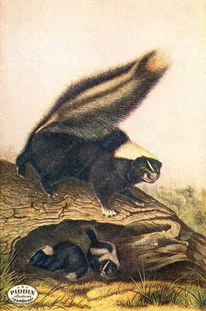 PDXC19441 -- Small Furry Animals Color Illustration