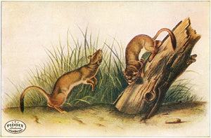 PDXC19442 -- Small Furry Animals Color Illustration