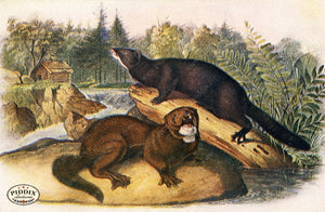 PDXC19443 -- Small Furry Animals Color Illustration